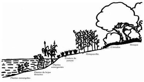 Etapas De Desarrollo De La Vegetaci N Ribere A En Un Lago E Trico