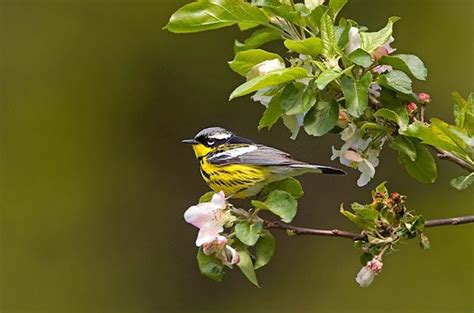 20 Stunning Warblers To Look For In Spring Birds And Blooms