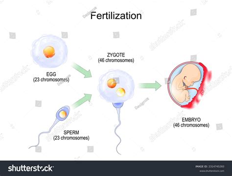 Fertilization. Fertilisation. Zygote is egg plus - Royalty Free Stock ...