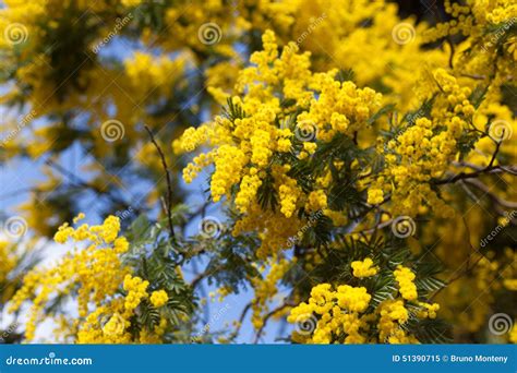 Close Up Of Yellow Flowers On Acacia Tree Stock Image Image Of Bright