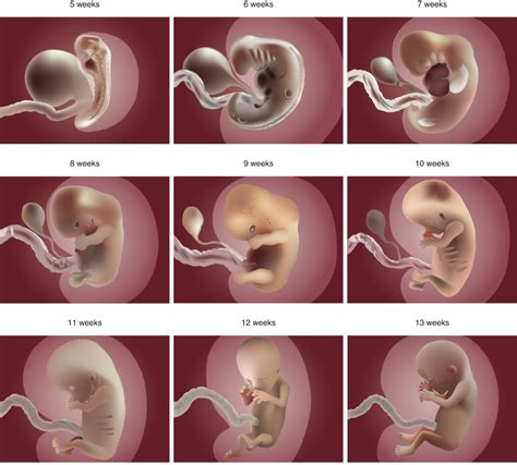 Diagram Of A Fetus