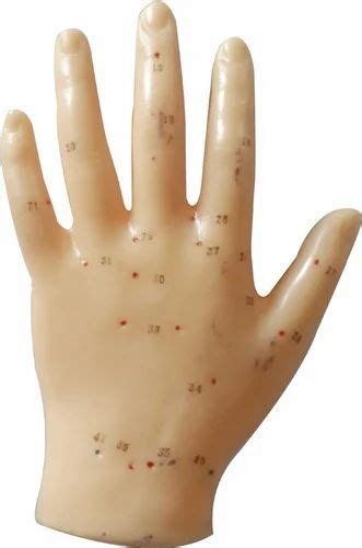 Acupuncture Hand Model At 750 Ramalingam Colony Coimbatore ID