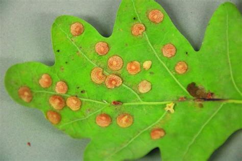 Oak Leaf Itch Mite Perry Daily Journal