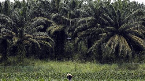 Nusantara Sawit Sejahtera Nsss Mau Ipo Rp Miliar Cek Rinciannya