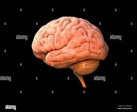 Real human brain anatomy hi-res stock photography and images - Alamy