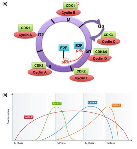 Chapter 9 Dna Replication Chemistry