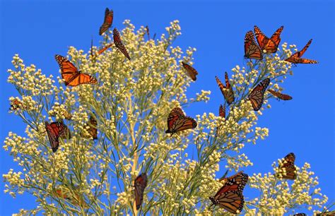 Monarch Butterfly Migration Wallpaper