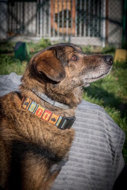 Pobre Perro Callejero En El Refugio Foto Premium