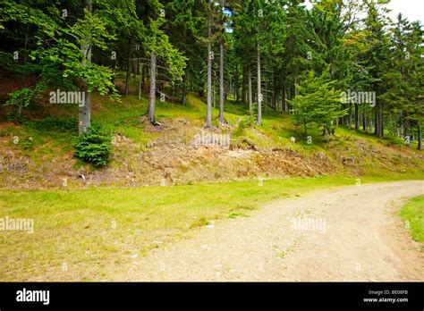 Pine forest in Highland Stock Photo - Alamy