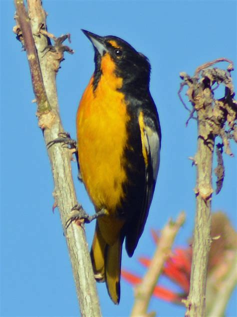 Black Backed Oriole Icterus Abeillei Birdweather