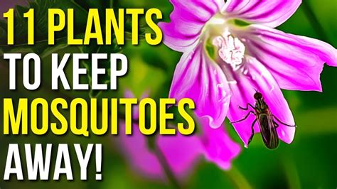 Plants To Keep Mosquitoes Away Mosquito Repellent Plants Youtube