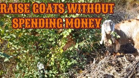 HOW TO RAISE DAIRY GOATS FOR FREE Milk Goat Farming YouTube