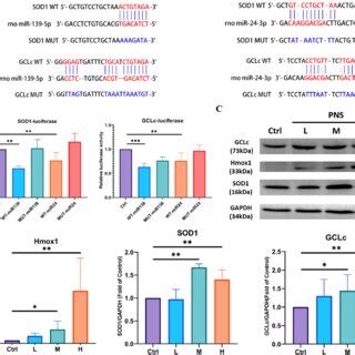 Pns Regulates Mir P And Mir P To Up Regulate Ant Oxidation