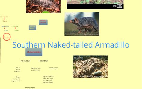 Southern Naked Tailed Armadillo By Camilo Ponce On Prezi