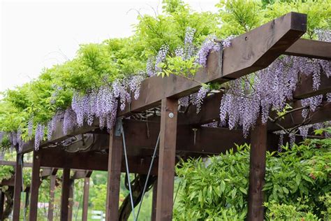 Wisteria Tree How Fast Do They Grow At Wallace Adams Blog