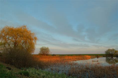 Free Images Landscape Tree Nature Horizon Marsh Swamp Cloud