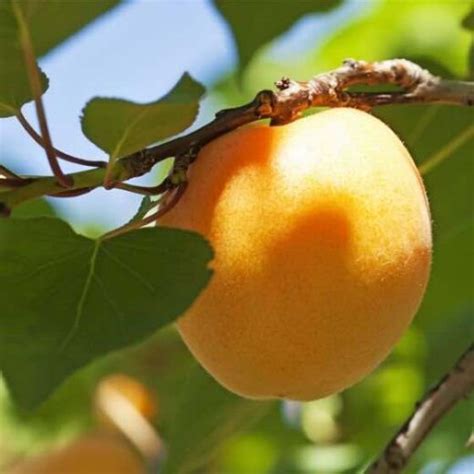 The Moorpark Apricot Tree Minneopa Orchards