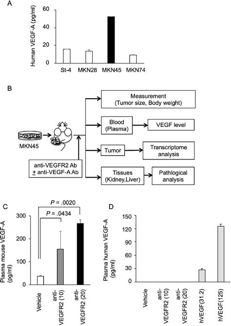 Elevated Host Derived Vegf A In The Blood After Vegfr2 Targeted Therapy