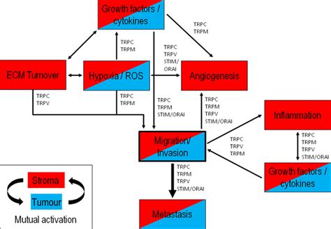 Trp Channels And Stim Orai Proteins Sensors And Effectors Of Cancer