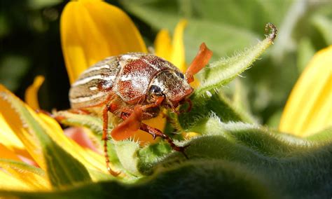 June Bug Vs Japanese Beetle What Are The Differences Wiki Point