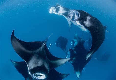 The Best Places To Dive With Manta Rays Kirk Scuba Gear Secure Home