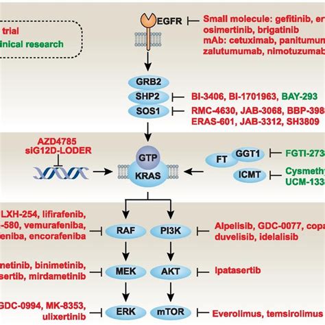 Genes involved in synthetic lethality of mutant KRAS-dependent cancers ... 