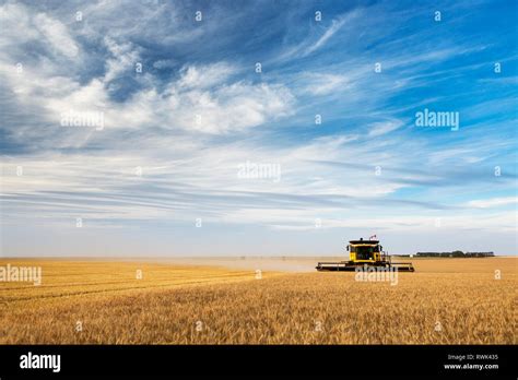 Wheat Field Prairies Alberta Hi Res Stock Photography And Images Alamy