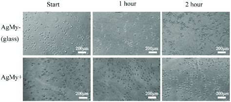 Cell Cultured Surface Immediately After Seeding And 1 Or 2 Hours Later Download Scientific