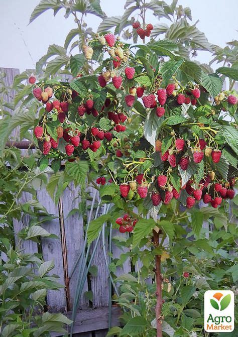 12 Idee Su Alberi Da Frutta Colonnari Alberi Da Frutto Alberi Da