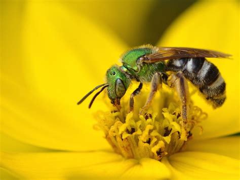 The Metallic Green Bee | Smithsonian Photo Contest | Smithsonian Magazine