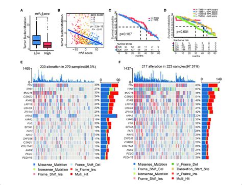 Characteristics Of M 6 A Modification In Tumor Mutation Burden Tmb Download Scientific