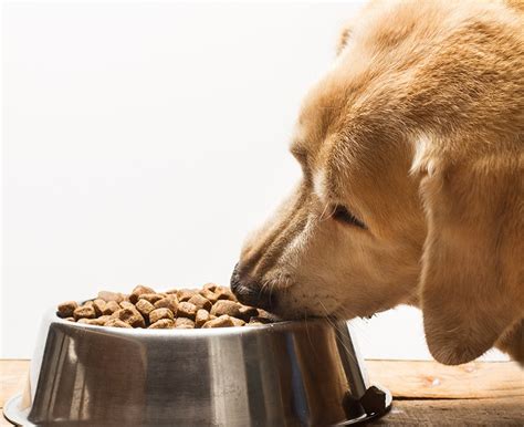 Croquettes Pour Chien Comment Les Choisir