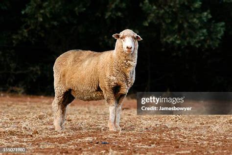 508 Australian Merino Sheep Stock Photos, High-Res Pictures, and Images ...