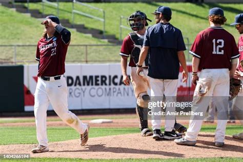 Connecticut State Bird Photos And Premium High Res Pictures Getty Images