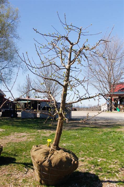 #1 - Zestar Apple Tree - 4.5" caliper — Shelburne Orchards