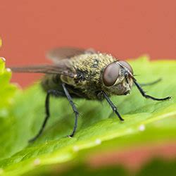 Cluster Flies In House All Of A Sudden In Summer Davida Skaggs