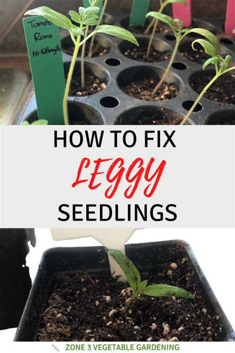 Click Here To Find Out What 6 Ways I Use To Fix And Prevent Leggy Seedlings Find Out How To Fix