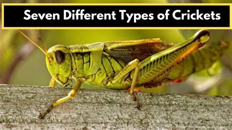 Cricket Insect Types Sounds And Their Characteristics