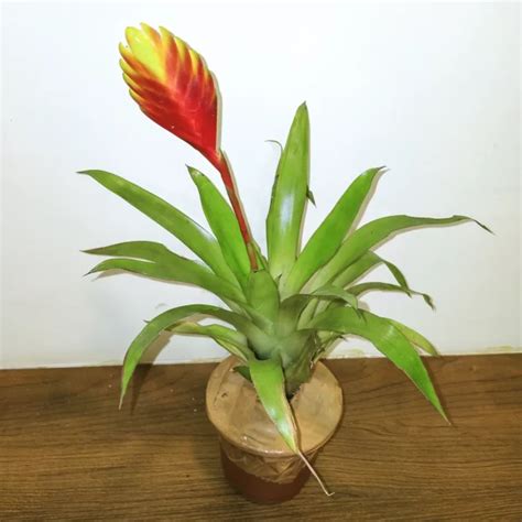 Bromeliad Vriesea Splendens Flaming Sword Plant