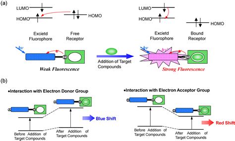 Biosensors Free Full Text Development Of Functional Fluorescent