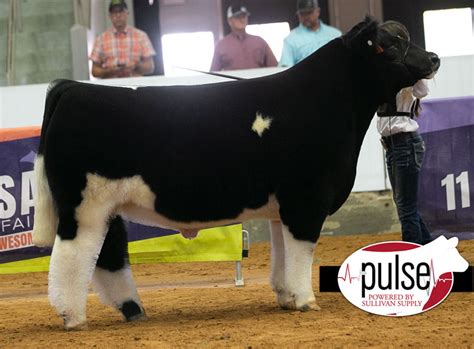 Tulsa State Fair Market Steers Maine Anjou The Pulse