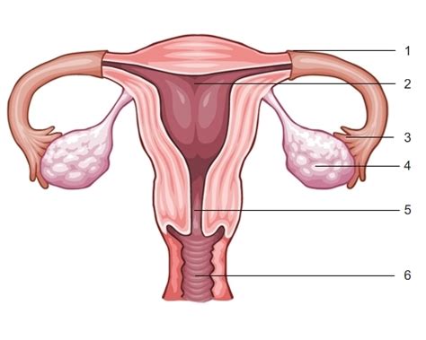 Female Reproductive System Diagram With Labels