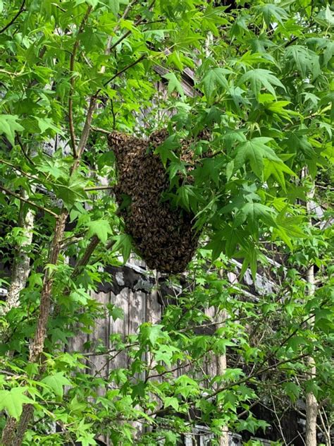 Frequently Asked Questions About Honey Bee Swarms Home And Garden