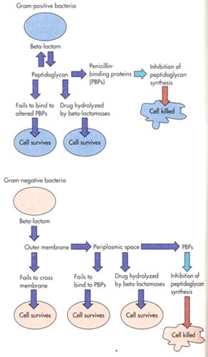 Biol 228 Antibiotic Mechanism Of Action Chapter 20 Flashcards Quizlet