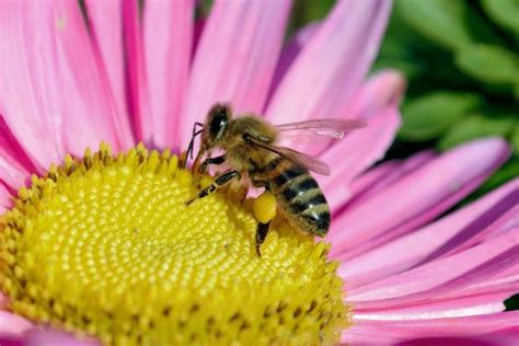 Abeja Caracter Sticas Alimentaci N H Bitat Reproducci N Depredadores