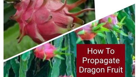 How To Propagate Dragon Fruit 🥰 Dragon Fruit Plant Kaise Propagate Kar Sakte Hain Youtube