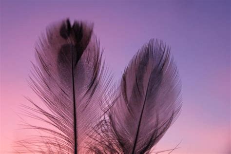 Black Feather Symbolism & Meaning (Knowledge & Wisdom)