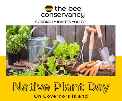 Native Plant Day On Governors Island The Bee Conservancy