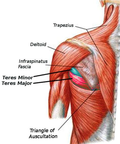 Figure Teres Major And Minor Image Courtesy S Bhimji Md Statpearls