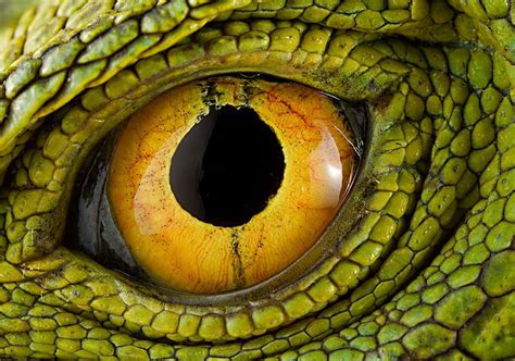 Reptile Eye Lizard Eye Reptile Eye Eye Close Up